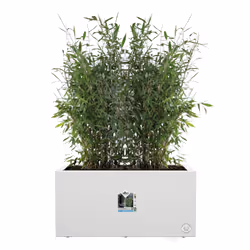 elho Vivo Next Long 60cm - Additional view 4