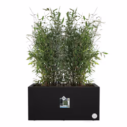 elho Vivo Next Long 60cm - Additional view 4