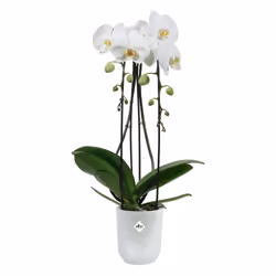 elho Vibes Fold Orchid High 12,5cm