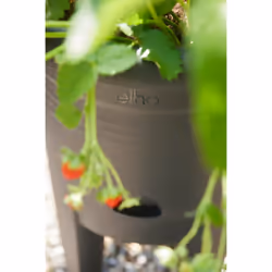 elho Green Basics Strawberry Pot 33cm - Additional view 6