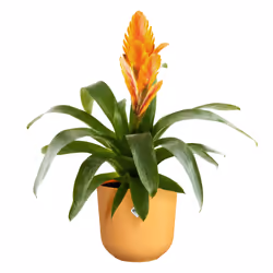 elho Jazz Round 19cm