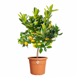 elho Algarve Cilindro 35cm