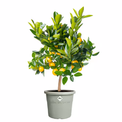 elho Algarve Cilindro 35cm