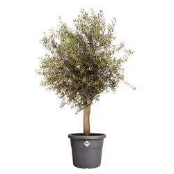 elho Algarve Cilindro 40cm
