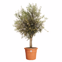 elho Algarve Cilindro 40cm