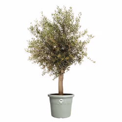 elho Algarve Cilindro 40cm