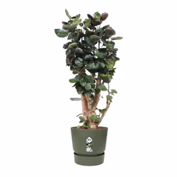 elho Greenville Round 55cm - Additional view 4