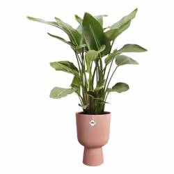 elho Vibes Fold Pink Plastic 1 pc(s) - Additional view 4