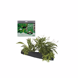 Velda Pond Plant Stock - 15cm x 80cm