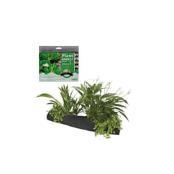 Velda Pond Plant Stock - 15cm x 80cm