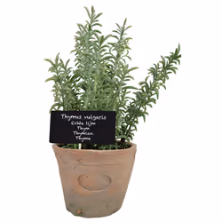 Esschert Design AH002 artificial plant