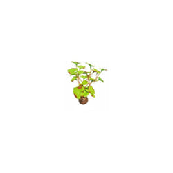SuperFish Easy Plants Foreground 13cm - 1 - 515165