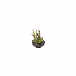 SuperFish Floating Pond Plant Basket 22cm- 696260