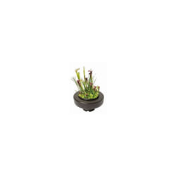 SuperFish Floating Pond Plant Basket 22cm- 696260