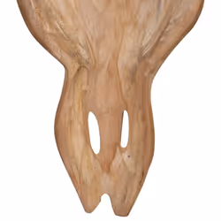 vidaXL Teak Wall-Mounted Bull Skull Sculpture 69x6x60cm Hanging Home Decor - Additional view 7