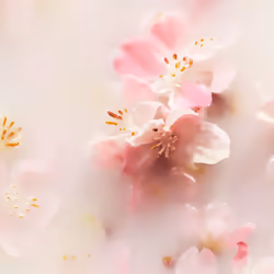 The Ritual Of Sakura car air freshener 2 x 3 gr - Additional view 3