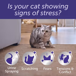 Feliway Optimum 30 Day Refill | 48ml Feliway Optimum Refill For Plug In Anxiety Relief Pheromone Diffuser For Cat