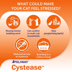 Feliway Cystease, for stress-related bladder problems in cats - 300 Capsules & Classic 30 day Refill x3 Value Pack Classic comforts cats, helps solve