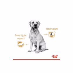 Royal Canin Labrador Gravy Maintain Optimal Body Weight Bones 10x140g