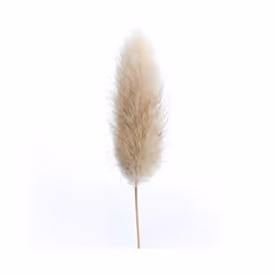50Pcs Natural Raw Color Dried Flowers Real Flower Bouquet Wedding Decoration Rabbit Tail Grass Bunchs