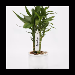 200 Pcs Plastic Plant Nursery Garden Labels Garden Stake Tags White 10X2Cm
