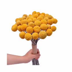 Natural Dried Flower Yellow Ball Bouquet Bunch, Real Harvested Dried Plant Bunch, Decoration Crafts
