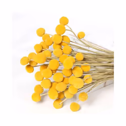 Natural Dried Flower Yellow Ball Bouquet Bunch, Real Harvested Dried Plant Bunch, Decoration Crafts