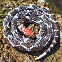 Realistic Rubber Fake Snake Toy for Pranks & Decor