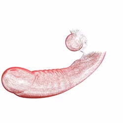 20 Modes Powerful Vaginal Dildo Vibrator for Female Clitoris G Spot Stimulator Erotic Masturbation Sex Toys Goods for Adults 18 - Red-no box