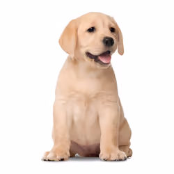Dog Gold Labrador Retriever Cute Baby Puppy Pet White Men T Shirt Tee Top - 2XL