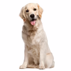 Dog Cute Gold Labrador Retriever Puppy Pet White Men T Shirt Tee - 4XL