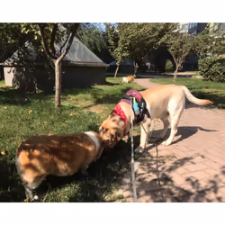 3Pack Dog Poop Waste Bags Holder With Led Flashlight|Cute Doggie Poo Bags Dispenser For Pet Leash|Trash Waste Bags Carrier