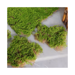 Buy5get2 free Simulation Moss Grass Turf Lawn Artificial Moss Green Fake - 20x20cm