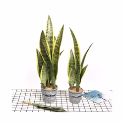 Buy5get2 free Artificial Plants Realistic Succulents Indoor and Outdoor - 60cmC