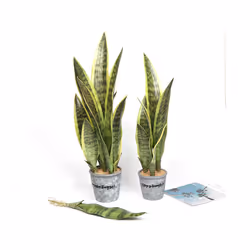 Buy5get2 free Artificial Plants Realistic Succulents Indoor and Outdoor - 60cmC