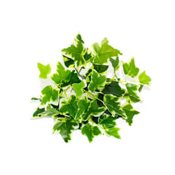 Buy5get2 free Artificial Grass Plants For Store Shop Bonsai Fake Small - Style 3