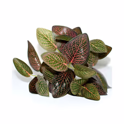 Buy5get2 free Artificial Grass Plants For Store Shop Bonsai Fake Small - Style 6