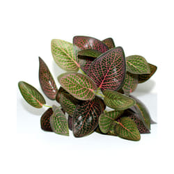 Buy5get2 free Artificial Grass Plants For Store Shop Bonsai Fake Small - Style 11