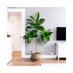 Buy5get2 free 70/135cm Artificial Ficus Tree Branches Large Banyan Leaves - ZA-300-105CM