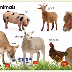 ISBN My First Animals book Children & teenagers English Hardcover 36 pages