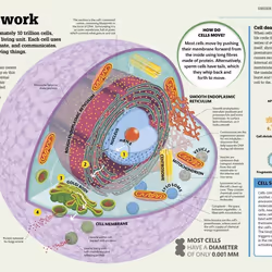 ISBN How the Body Works book Science & nature English Hardcover 256 pages