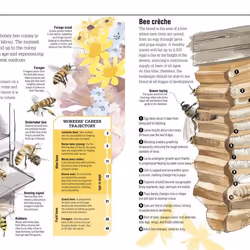 ISBN The Bee book Science & nature English Hardcover 224 pages