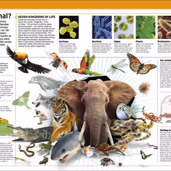 ISBN Knowledge Encyclopedia Animal! book Children & teenagers English Hardcover 288 pages
