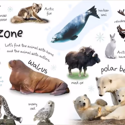 ISBN My First Zoo Let's Meet the Animals! book Children & teenagers English Hardcover 28 pages