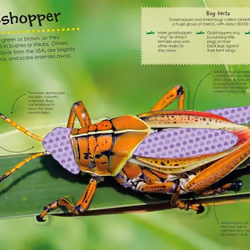 ISBN Bugs Ultimate Sticker book Children & teenagers English Paperback 32 pages