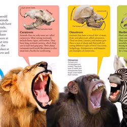 ISBN DKfindout! Animals book Children & teenagers English Paperback 64 pages