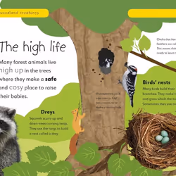 ISBN Forest Life and Woodland Creatures book Children & teenagers English Hardcover 32 pages