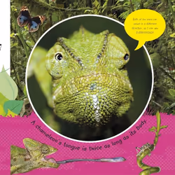 ISBN The Incredible Fold-Out of Animals book Children & teenagers English Hardcover 14 pages