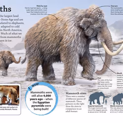 ISBN DKfindout! Stone Age book History English Paperback 64 pages