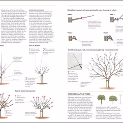 ISBN RHS Pruning & Training book House & garden English Hardcover 336 pages